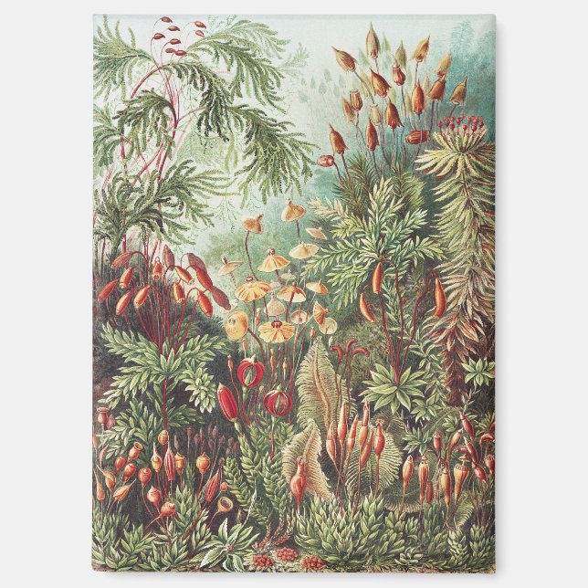 Aimant Ernst Haeckel Impression de la nature des mousses  (Recto)