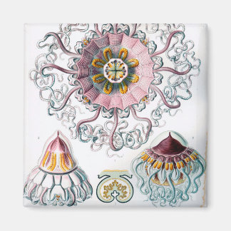 Aimant Ernst Haeckel Peromedusae méduse