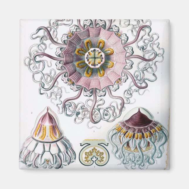 Aimant Ernst Haeckel Peromedusae méduse (Devant)