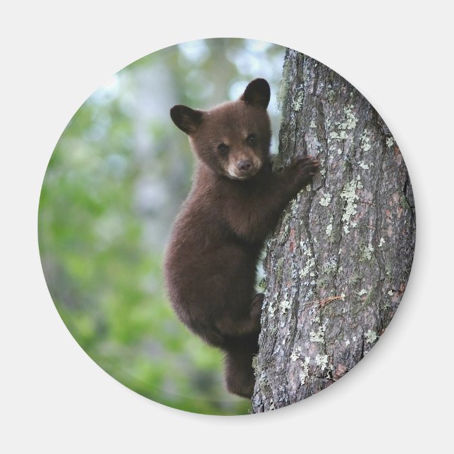 Aimant Escalade Bear Cub (Devant)