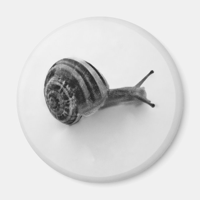 Aimant Escargot (Devant)