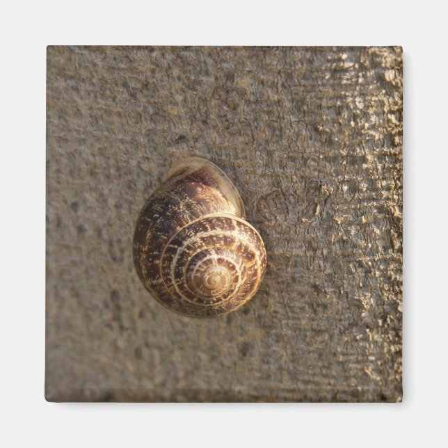 Aimant Escargot (Devant)