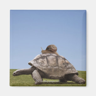 Aimant Escargot au-dessus d'une tortue
