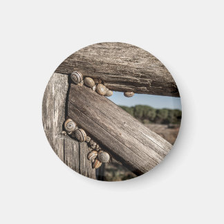 Aimant Escargots de jardin blancs (Theba pisana) en estiv