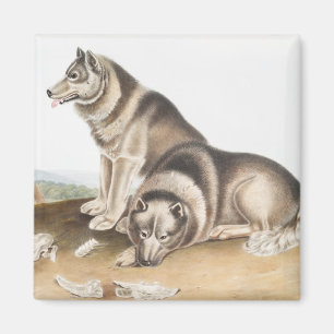 Aimant Esquimaux Chien (Canis familiaris) Illustration