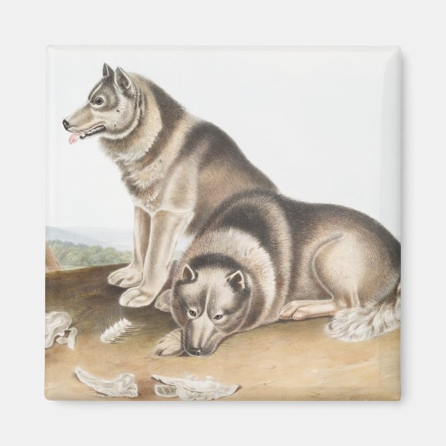 Aimant Esquimaux Chien (Canis familiaris) Illustration (Devant)