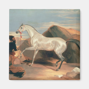 Aimant Étalon arabe