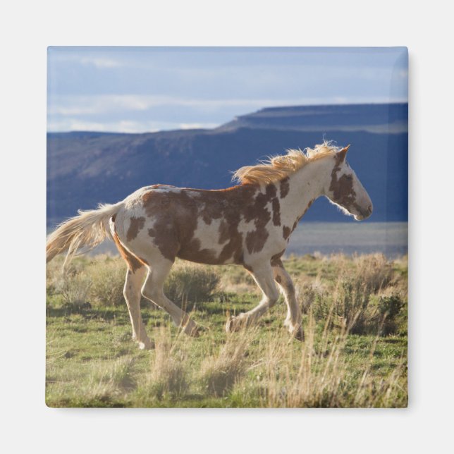 Aimant Étalon courant, montagnes de Steens, Oregon (Devant)