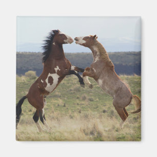 Aimant Étalons combattants, Steens Mountains, Oregon