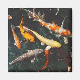 Aimant Etang de poisson asiatique Koi orange et blanc