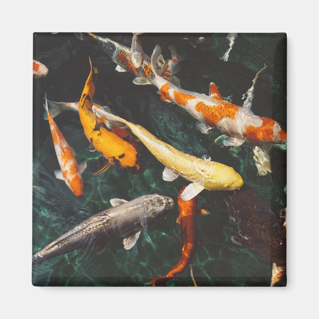 Aimant Etang de poisson asiatique Koi orange et blanc (Devant)
