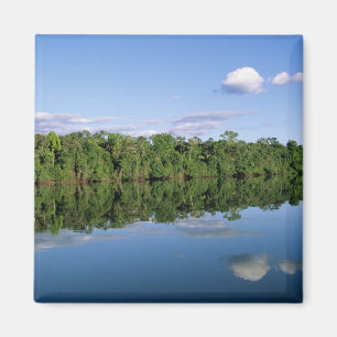 Aimant État du Mato Grosso, Amazonie, Brésil. Forêt