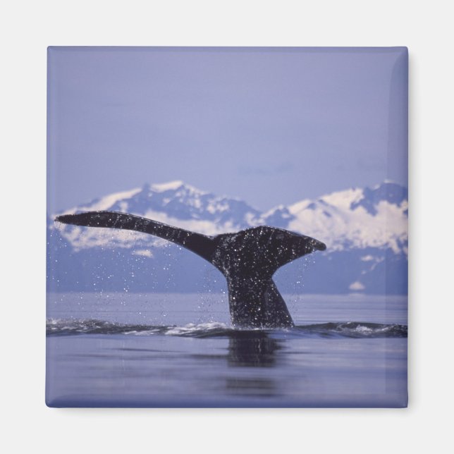 Aimant États-Unis, Alaska, baleine à bosse du passage int (Devant)