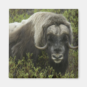 Aimant États-Unis, Alaska, Nome. Gros plan sur un bœuf mu