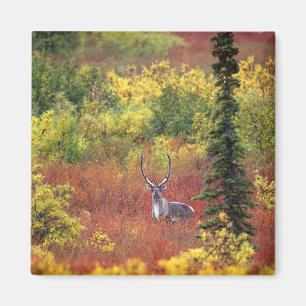 Aimant États-Unis, Alaska, Parc national de Denali. Carib
