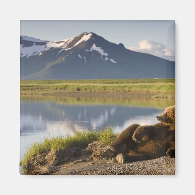 Aimant États-Unis, Alaska, parc national de Katmai, ours  (Devant)
