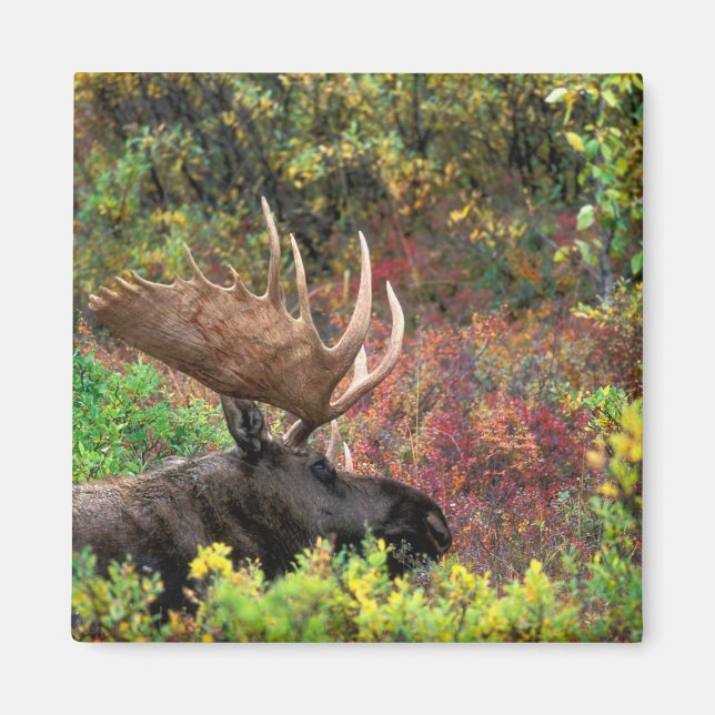Aimant États-Unis, Alaska, Parc national Denali, Élan mâl (Devant)