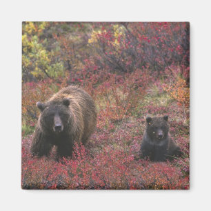 Aimant États-Unis, Alaska, Parc national Denali. Ours bru