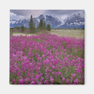 Aimant États-Unis, Alaska, vallée de la rivière Alsek. Vu