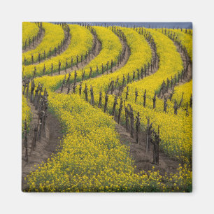 Aimant États-Unis, Californie, Napa Valley, Los Carneros