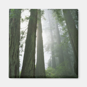 Aimant États-Unis, Californie, Parc national de Redwood,