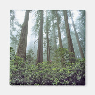 Aimant États-Unis, Californie, Parc national de Redwood.