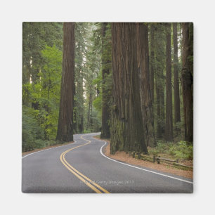 Aimant États-Unis, Californie, route à travers la forêt d