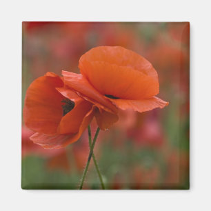 Aimant États-Unis, Caroline du Nord. Deux coquelicots rou