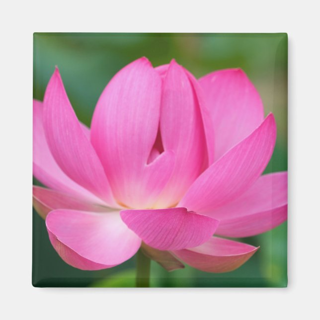 Aimant États-Unis; Caroline du Nord; Fleur de lotus (Devant)