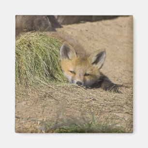 Aimant États-Unis, Colorado, Breckenridge. Alerte renard