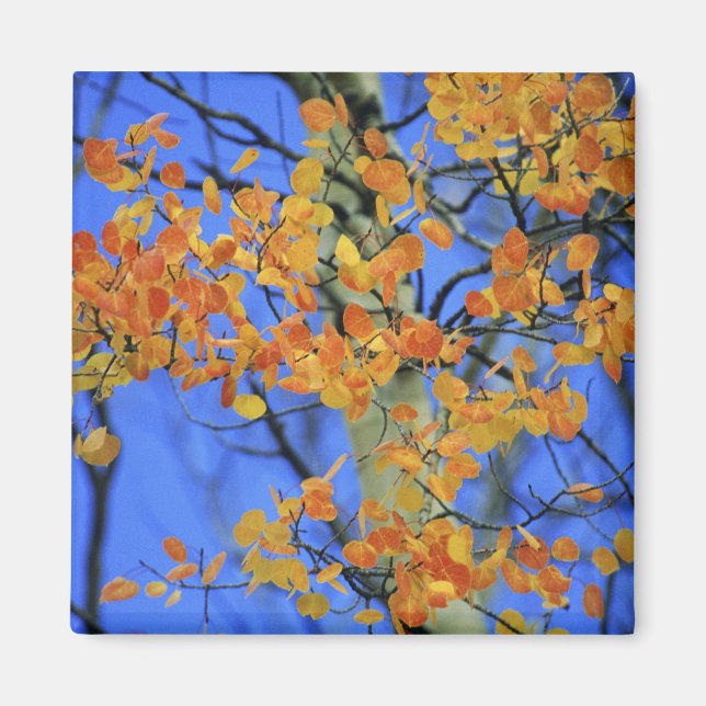 Aimant États-Unis, Colorado. Feuilles de tremble qui ont  (Devant)