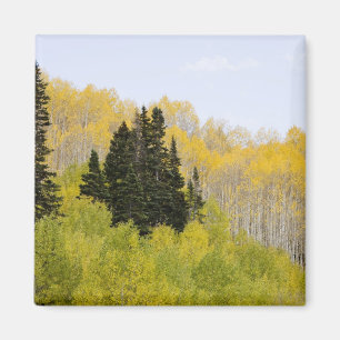 Aimant États-Unis, Colorado, forêt nationale de Gunnison,