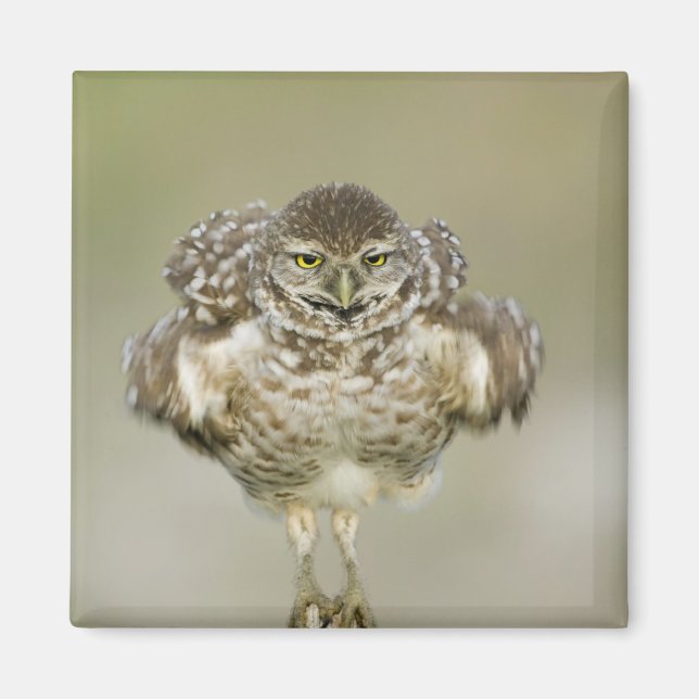 Aimant États-Unis, Floride, Cape Coral, Gros plan de l'ex (Devant)