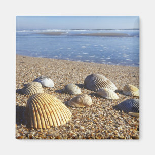 Aimant États-Unis, Floride, coquillages marins côtiers