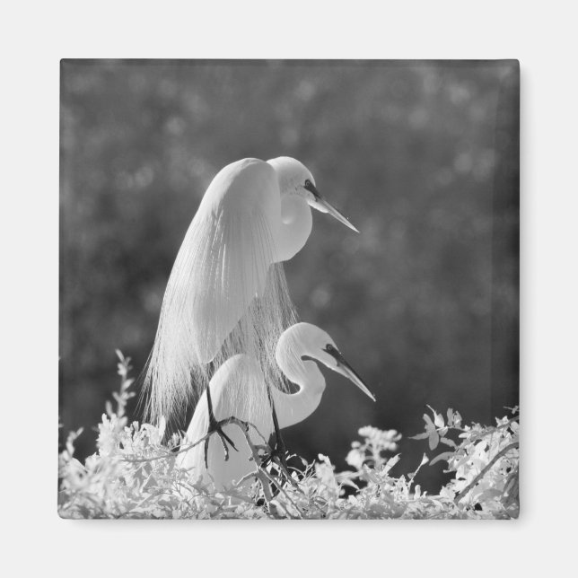 Aimant États-Unis, Floride, Grande Aigrette (Ardea alba)  (Devant)