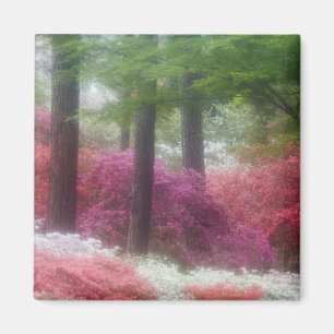Aimant États-Unis; Géorgie; Montagne des pins. Azaleas 