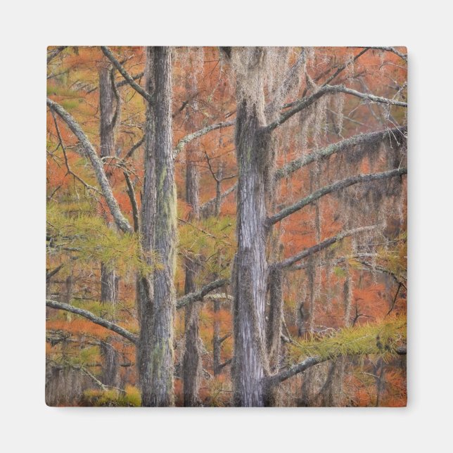 Aimant États-Unis, Géorgie, Parc d'état George Smith, Cyp (Devant)