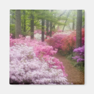 Aimant États-Unis; Géorgie; Pine Mountain. Azaleas à