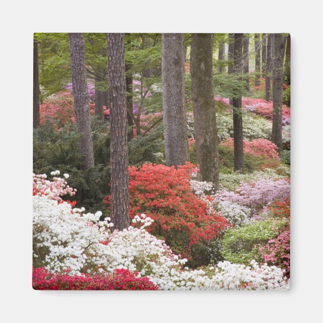 Aimant États-Unis, Géorgie, Pine Mountain. Une forêt de (Devant)
