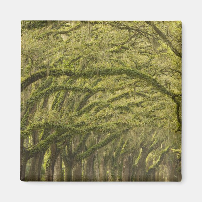 Aimant États-Unis ; Géorgie ; Savannah. Chênes avec (Devant)