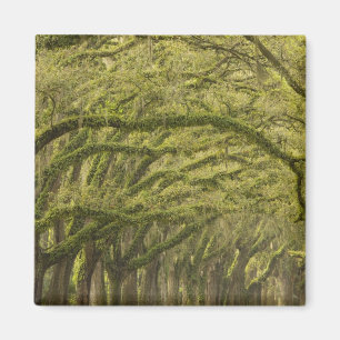 Aimant États-Unis; Géorgie; Savannah. Les chênes