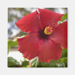 Aimant États-Unis, Hawaï, Oahu. L'Hibiscus est la