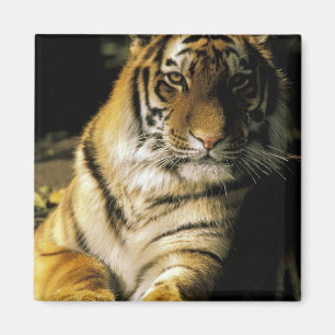 Aimant États-Unis, Michigan, Détroit. Zoo de Détroit, tig