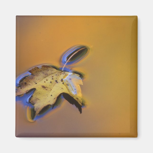 Aimant États-Unis, Michigan, feuille d'érable flottant su (Devant)