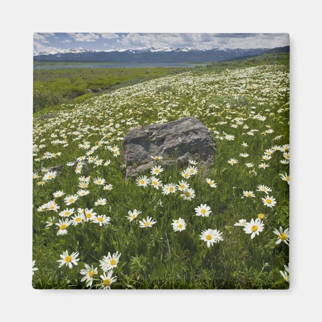 Aimant États-Unis, Montana, Marguerite sauvage en fleurs  (Devant)