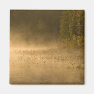 Aimant États-Unis, New York, Adirondack Park. Bruant du 