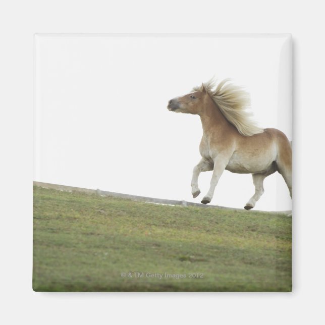 Aimant États-Unis, New York State, Hudson, Cheval courir  (Devant)