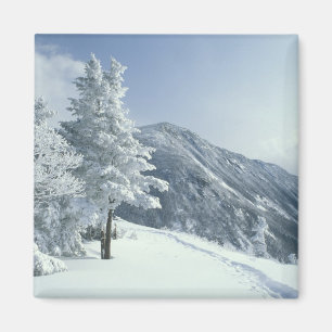 Aimant États-Unis, NH, Arbres couverts de neige Sentiers