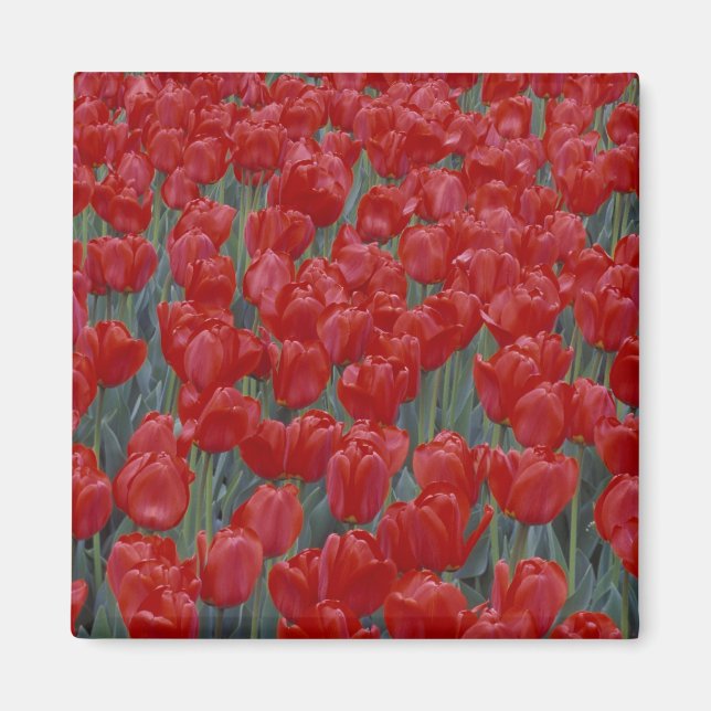 Aimant États-Unis, Ohio, Cincinnati. Parterre de tulipes  (Devant)