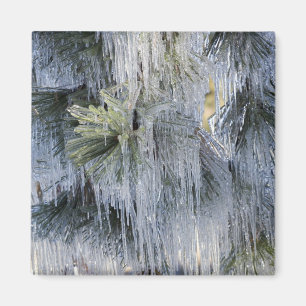 Aimant États-Unis, Oregon, Bend. La glace sur le pin pond